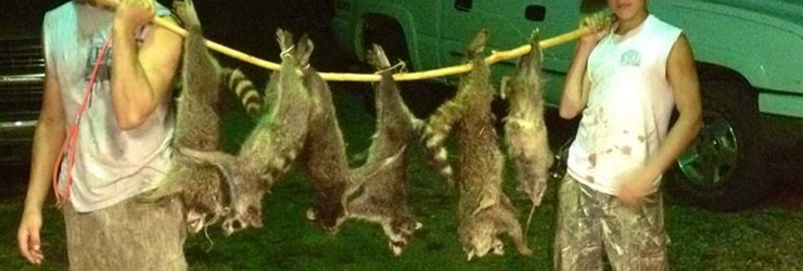 raccoon hunt